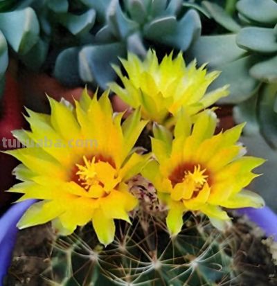 买仙人球记住“2点”：买大不买小、不买重复球，越养越省心 - 今日头条