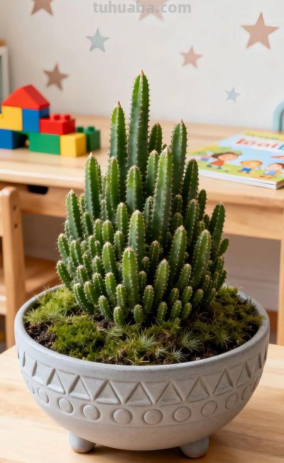 养万重山仙人掌，抓准4个核心要点，不烂根徒长，30天养出好状态 - 图画吧TUHUABA