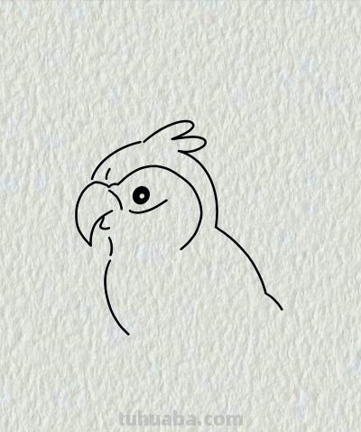 简笔画每日更新之鹦鹉🦜 - 图画吧TUHUABA
