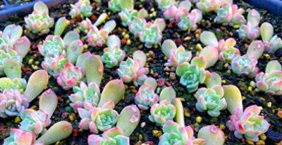 养死100盆多肉后，我总结出的全年养护法，新手必看!💪 - 今日头条