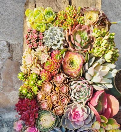 养死100盆多肉后，我总结出的全年养护法，新手必看!💪 - 图画吧TUHUABA