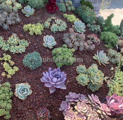 多肉种到花坛里，靠天养，一年到头不浇水，长势很旺盛！ - 今日头条