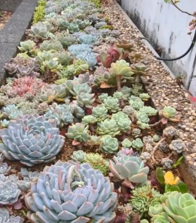 多肉种到花坛里，靠天养，一年到头不浇水，长势很旺盛！ - 图画吧TUHUABA