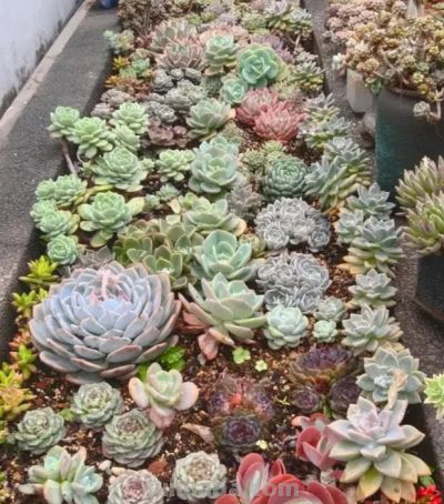 多肉种到花坛里，靠天养，一年到头不浇水，长势很旺盛！ - 图画吧TUHUABA