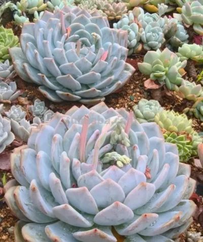 多肉种到花坛里，靠天养，一年到头不浇水，长势很旺盛！ - 图画吧TUHUABA