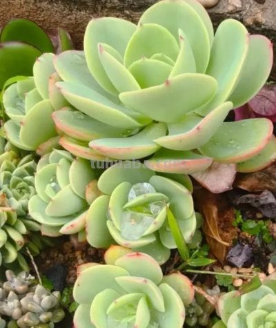 多肉种到花坛里，靠天养，一年到头不浇水，长势很旺盛！ - 图画吧TUHUABA