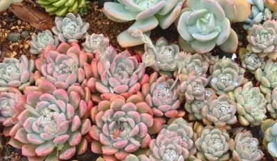 多肉种到花坛里，靠天养，一年到头不浇水，长势很旺盛！ - 图画吧TUHUABA