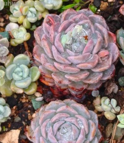 多肉种到花坛里，靠天养，一年到头不浇水，长势很旺盛！ - 图画吧TUHUABA