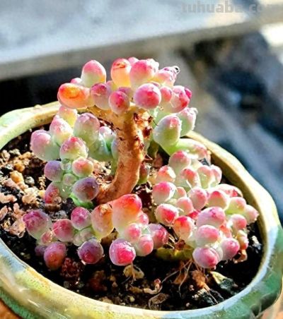 为啥很多人不再养多肉了？我总结了4个原因，你认同吗？ - 今日头条