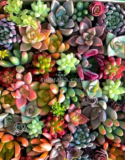 为啥很多人不再养多肉了?我总结了4个原因,你认同吗? - 今日头条 为啥很多人不再养多肉了?我总结了4个原因,你认同吗? - 图画吧TUHUABA