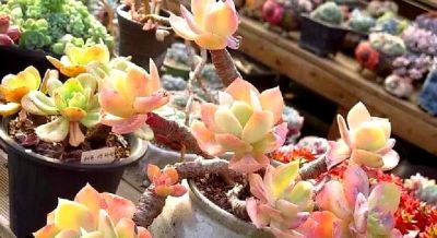 为啥很多人不再养多肉了?我总结了4个原因,你认同吗? - 今日头条 为啥很多人不再养多肉了?我总结了4个原因,你认同吗? - 图画吧TUHUABA