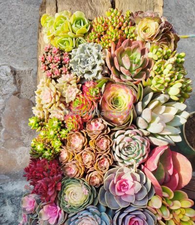 从百盆多肉“死亡”到爆盆奇迹，全年养护法+避坑指南 - 今日头条