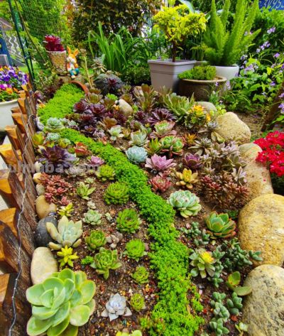 从百盆多肉“死亡”到爆盆奇迹，全年养护法+避坑指南 - 图画吧TUHUABA