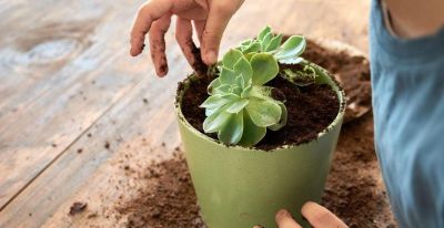 从百盆多肉“死亡”到爆盆奇迹，全年养护法+避坑指南 - 图画吧TUHUABA