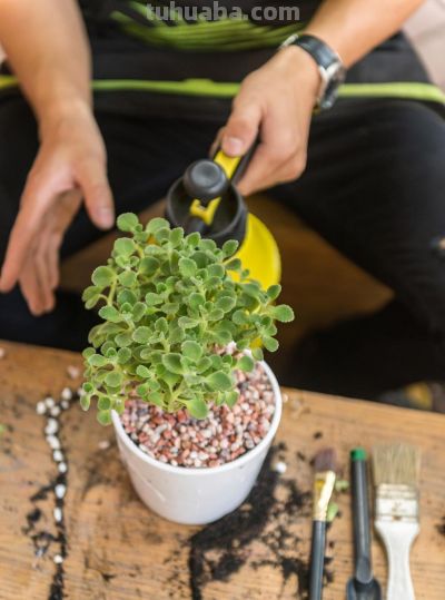 从百盆多肉“死亡”到爆盆奇迹，全年养护法+避坑指南 - 图画吧TUHUABA