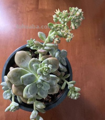 植物界的金牛座——多肉！它终于开花啦，这么好看，你见过吗？ - 今日头条