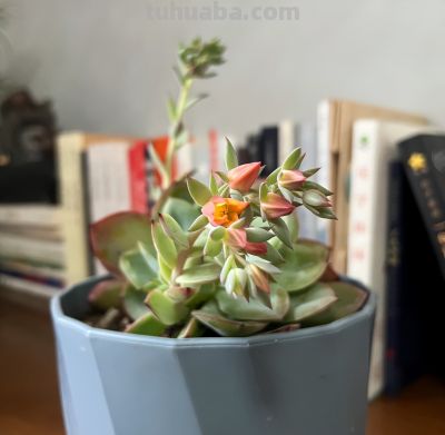 植物界的金牛座——多肉!它终于开花啦,这么好看,你见过吗? - 今日头条 植物界的金牛座——多肉!它终于开花啦,这么好看,你见过吗? - 图画吧TUHUABA