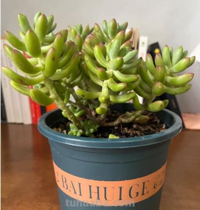 植物界的金牛座——多肉!它终于开花啦,这么好看,你见过吗? - 今日头条 植物界的金牛座——多肉!它终于开花啦,这么好看,你见过吗? - 图画吧TUHUABA