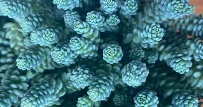 耐阴的6种多肉,别随便晒,晒一次就后悔! - 今日头条 耐阴的6种多肉,别随便晒,晒一次就后悔! - 图画吧TUHUABA