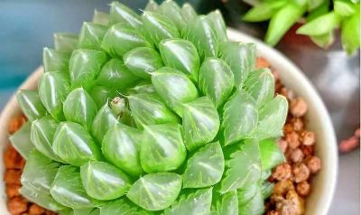 耐阴的6种多肉，别随便晒，晒一次就后悔！ - 今日头条