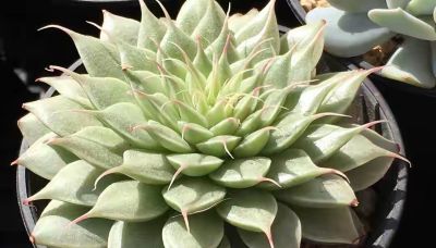 耐阴的6种多肉,别随便晒,晒一次就后悔! - 今日头条 耐阴的6种多肉,别随便晒,晒一次就后悔! - 图画吧TUHUABA