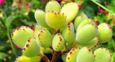 耐阴的6种多肉,别随便晒,晒一次就后悔! - 今日头条 耐阴的6种多肉,别随便晒,晒一次就后悔! - 图画吧TUHUABA