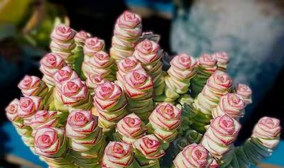 耐阴的6种多肉,别随便晒,晒一次就后悔! - 今日头条 耐阴的6种多肉,别随便晒,晒一次就后悔! - 图画吧TUHUABA