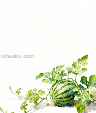 水彩画｜西瓜 - 图画吧TUHUABA