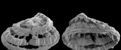 《Nature》公布2023年度最佳科学图片！会飞的壁虎、打印火箭等上榜 - 图画吧TUHUABA