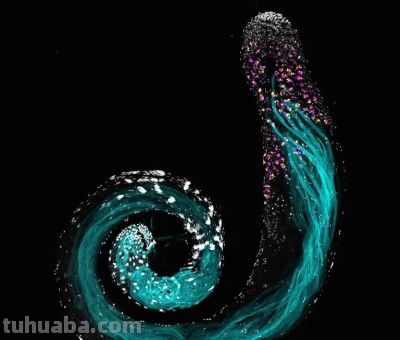 《Nature》公布2023年度最佳科学图片！会飞的壁虎、打印火箭等上榜 - 图画吧TUHUABA