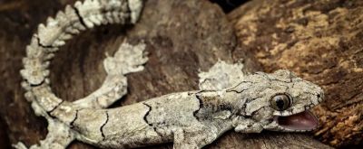 《Nature》公布2023年度最佳科学图片！会飞的壁虎、打印火箭等上榜 - 图画吧TUHUABA