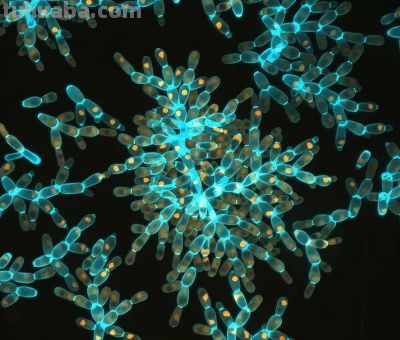 《Nature》公布2023年度最佳科学图片！会飞的壁虎、打印火箭等上榜 - 图画吧TUHUABA