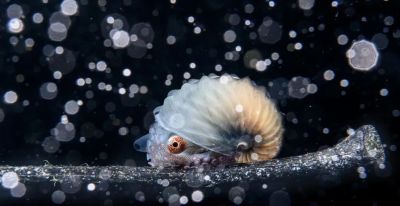 《Nature》公布2023年度最佳科学图片！会飞的壁虎、打印火箭等上榜 - 图画吧TUHUABA