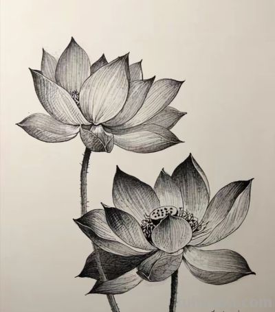 素描荷花，出污泥而不染 - 图画吧TUHUABA