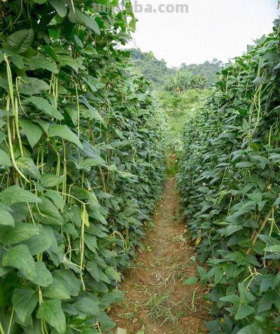 家庭小菜园豆角种植是直播还是育苗移栽好？ - 图画吧TUHUABA