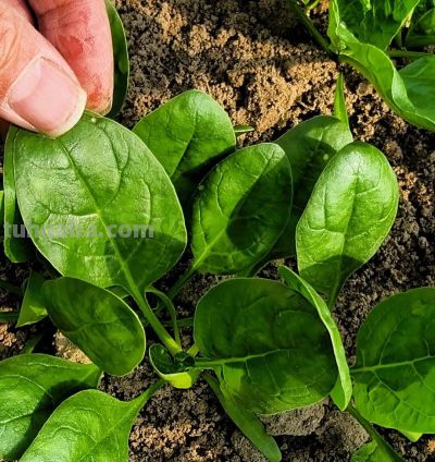 春节一过就能种！家庭小菜园清单，这 9 种蔬菜现在安排正合适！ - 图画吧TUHUABA