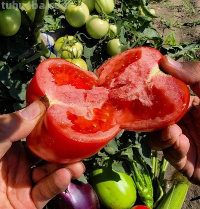 春节一过就能种！家庭小菜园清单，这 9 种蔬菜现在安排正合适！ - 图画吧TUHUABA