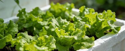 惊蜇到！这6种菜抓紧种，阳台小院都能长，错过只能买贵菜 - 图画吧TUHUABA