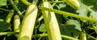 惊蜇到！这6种菜抓紧种，阳台小院都能长，错过只能买贵菜 - 图画吧TUHUABA