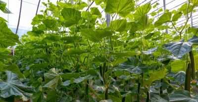 家庭种植黄瓜，想要高产又省心？记住“三不原则”，傻瓜也能种好 - 图画吧TUHUABA