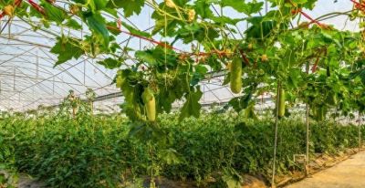 家庭种植黄瓜，想要高产又省心？记住“三不原则”，傻瓜也能种好 - 今日头条