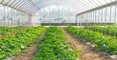 家庭种植黄瓜，想要高产又省心？记住“三不原则”，傻瓜也能种好 - 图画吧TUHUABA