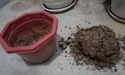 家庭如何种植小白菜？简单4步，长爆盆，吃也吃不完 - 今日头条