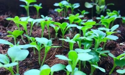 家庭如何种植小白菜？简单4步，长爆盆，吃也吃不完 - 图画吧TUHUABA