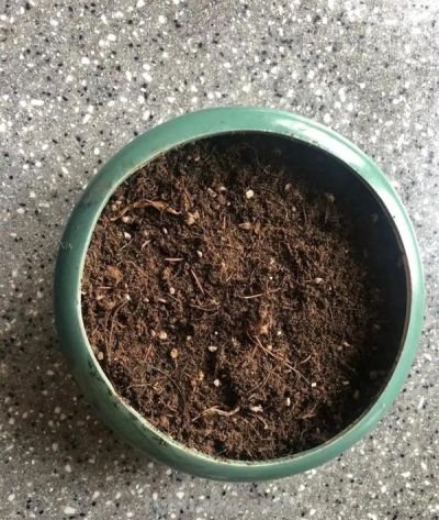 家庭如何种植小白菜？简单4步，长爆盆，吃也吃不完 - 图画吧TUHUABA