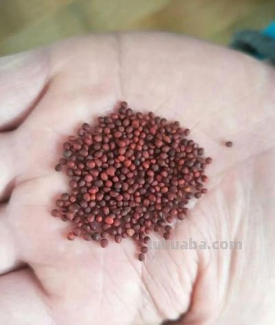 家庭如何种植小白菜？简单4步，长爆盆，吃也吃不完 - 图画吧TUHUABA