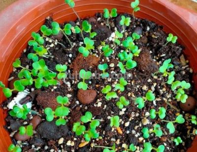 家庭如何种植小白菜？简单4步，长爆盆，吃也吃不完 - 图画吧TUHUABA