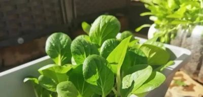 家庭如何种植小白菜？简单4步，长爆盆，吃也吃不完 - 图画吧TUHUABA
