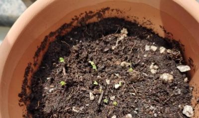 家庭如何种植小白菜？简单4步，长爆盆，吃也吃不完 - 图画吧TUHUABA