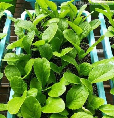 家庭如何种植小白菜？简单4步，长爆盆，吃也吃不完 - 图画吧TUHUABA